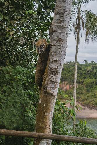 animal brown animal climbing on tree mammal