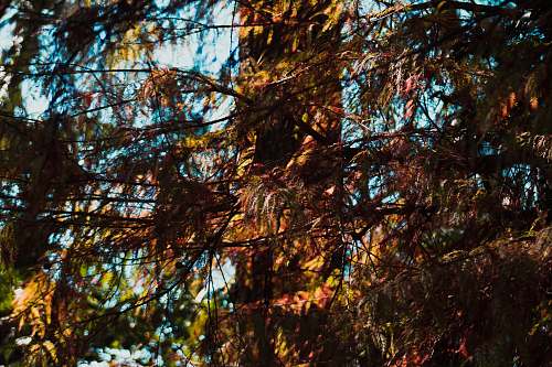 plant brown leaf tree leaf