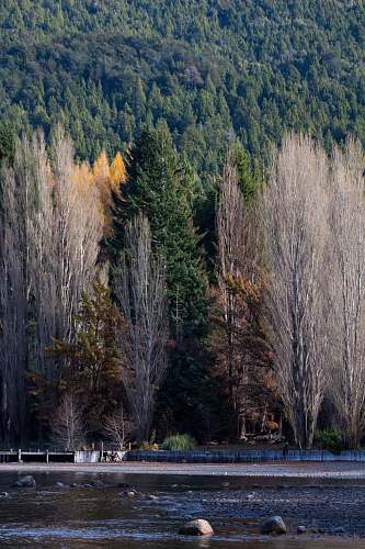 plant lined pine trees near body of water during daytime conifer