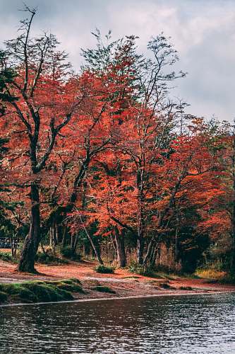 plant red-leafed trees during daytime maple