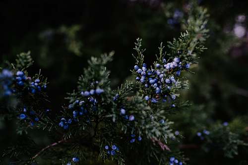 flower shallow focus photo of green lpants blueberry