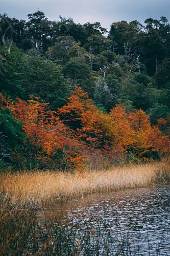 plant water stream grass