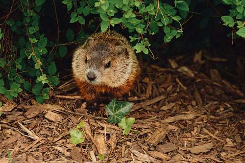 wildlife brown beaver walking near trees rodent
