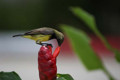 bird closeup photo of bird on flower bee eater