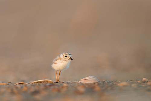 bird focus photography of chick on gray ground animal wallpapers