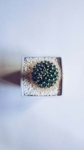 leaves cactus succulent plant on white vase food