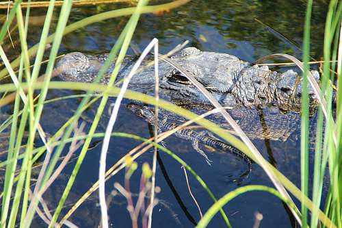 alligator black crocodile near linear leafed plants reptile