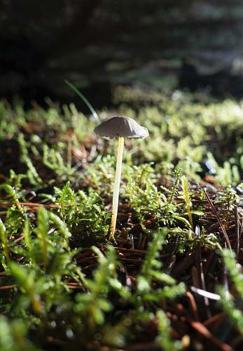 iceland white mushroom fungus