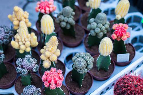 cactus variety of flowering cacti plant