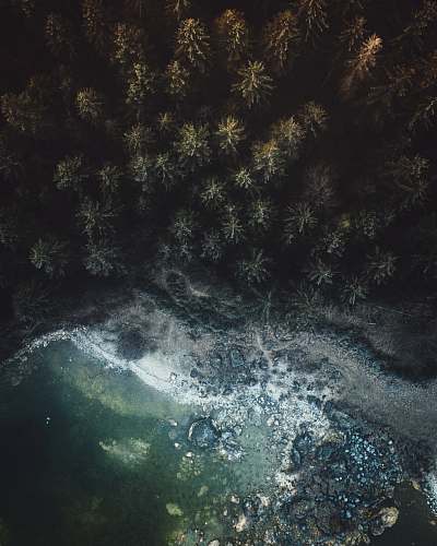 nature aerial view photography of beach and green forest grey