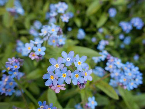 flower selective focus photography of blue flowers flora