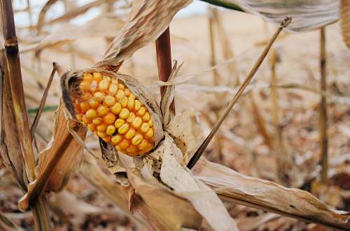 corn shallow focus photo of yellow corn vegetable