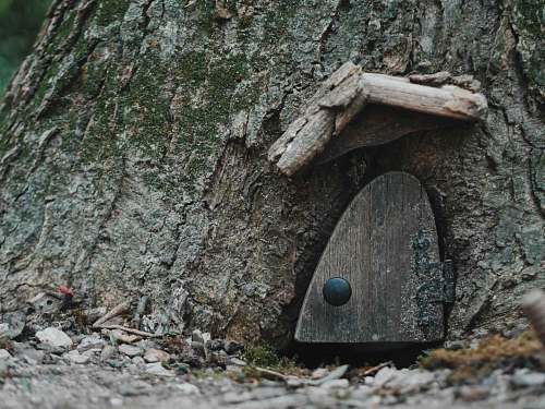 plant brown wooden tree trunk  small