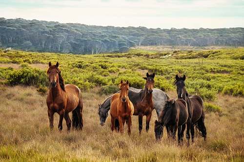 horse  field