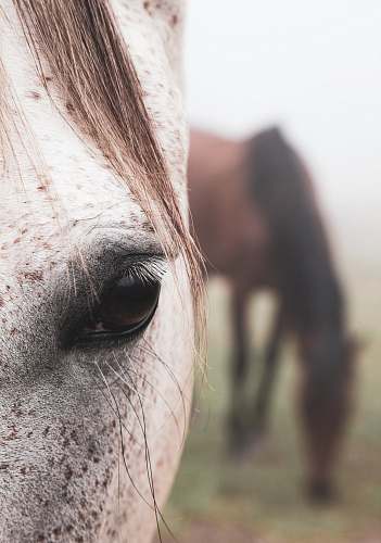 horse close view of white horse right eye mammal