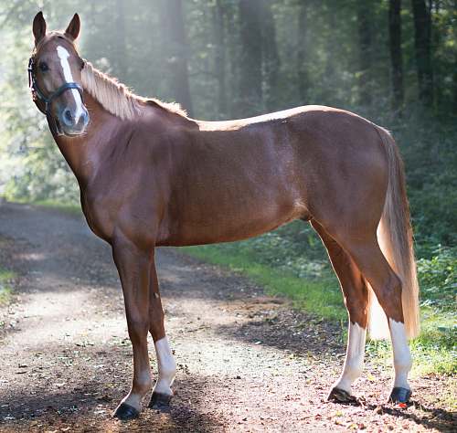horse closeup photo of brown horse standing surrounded with trees mammal