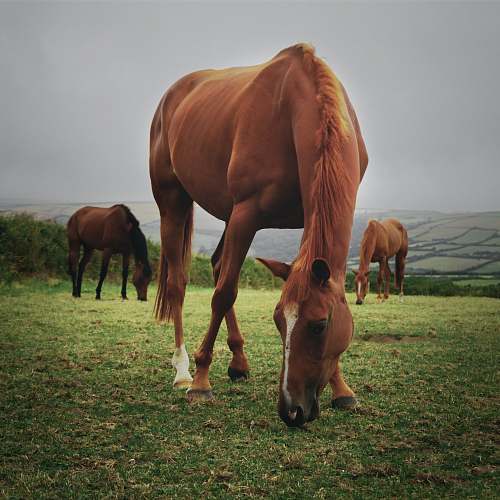 horse horses eating grass on field united kingdom