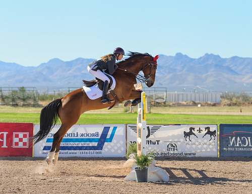 horse man riding on back of horse equestrian