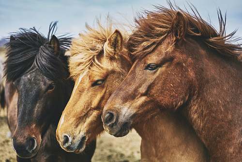 horse selective focus photography of horses mammal
