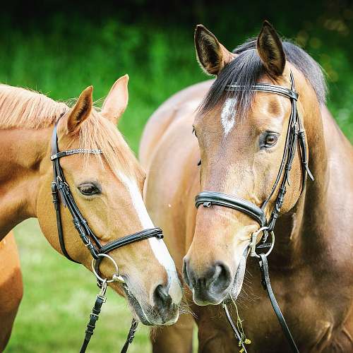horse selective focus photography of two brown horses switzerland
