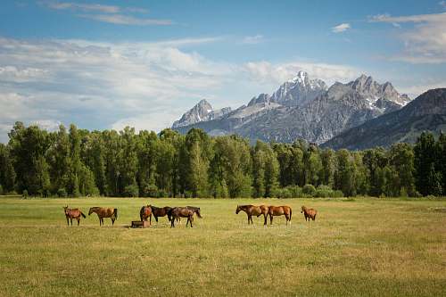 grassland group of horses standing on field countryside