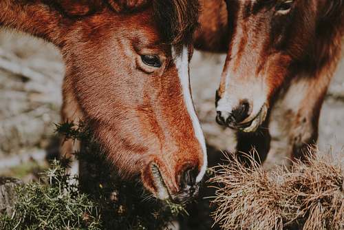 animal close-up photography of two red horses eating grasses mammal