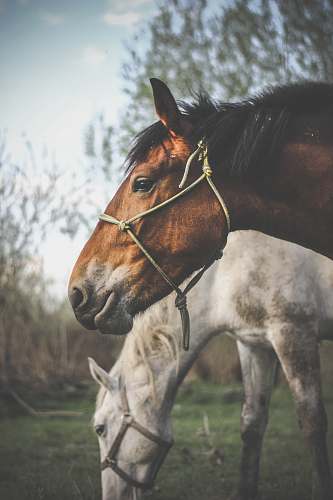 animal photo of brown horse near white horse ilieni