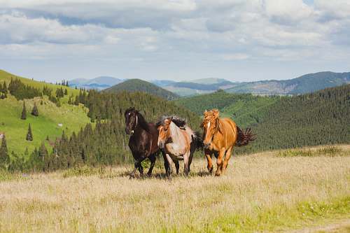 animal three brown and black horses running in open green field at daytime field