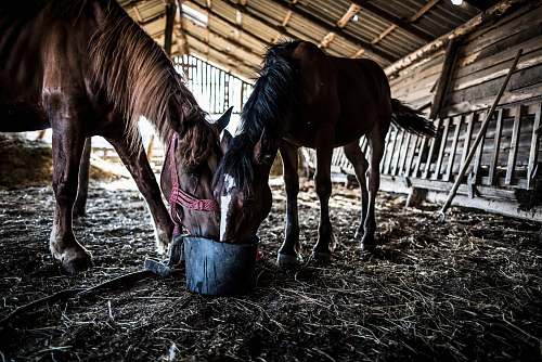 animal two brown horses romania