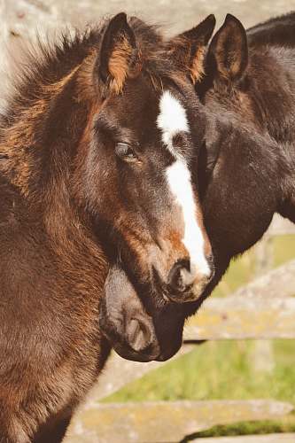 animal two brown horses' heads foal