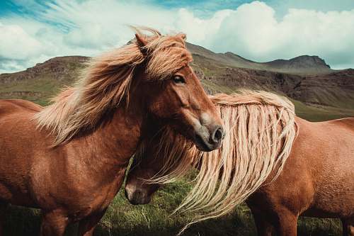 animal two horses in wilderness iceland