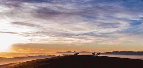 sky silhouette photo of horses sunset
