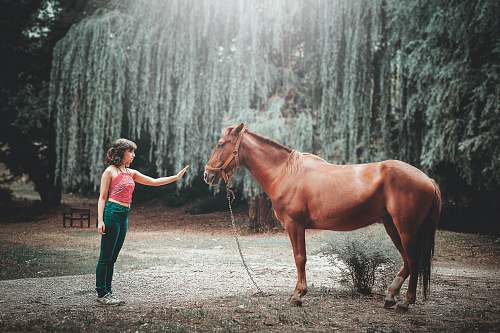 human woman attempting to touch horse's face under tall tree during daytime people