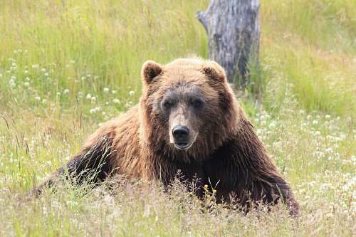 bear brown bear lying on grass field during daytime wildlife