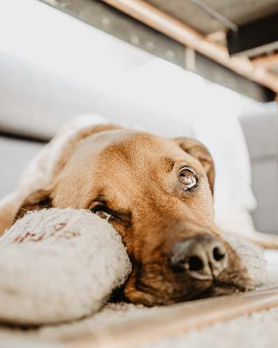 dog brown dog lying on beige mat mammal