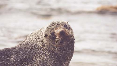 mammal brown walrus in rule of thirds photography seal