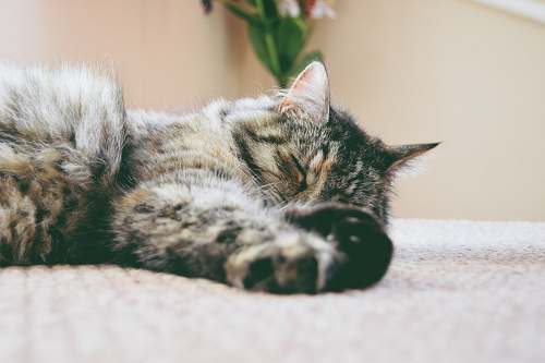 cat gray cat sleeping on mat pet