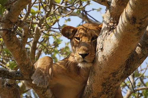 lion lioness lying on gray tree during daytime puma