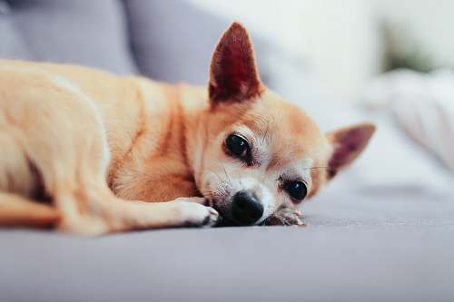 pet tan chihuahua lying on couch dog