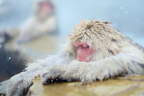 monkey white primate on rock japan