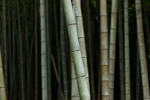 plant selective focus photography of bamboo trees flora
