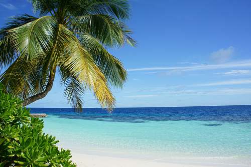 sea coconut tree near body of water water