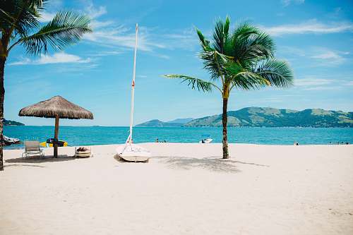 coast coconut tree near shore within mountain range nature