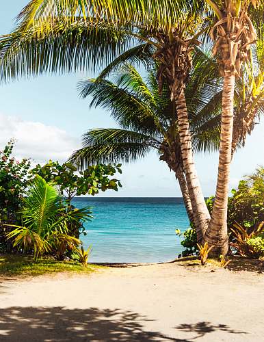 ocean coconut tree on beach tree