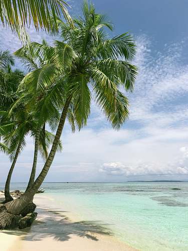 tree palm tree near seashore palm tree