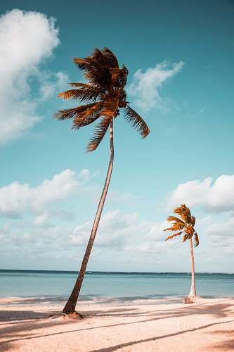 tree two coconut palm trees near shore under white clouds during daytime palm tree