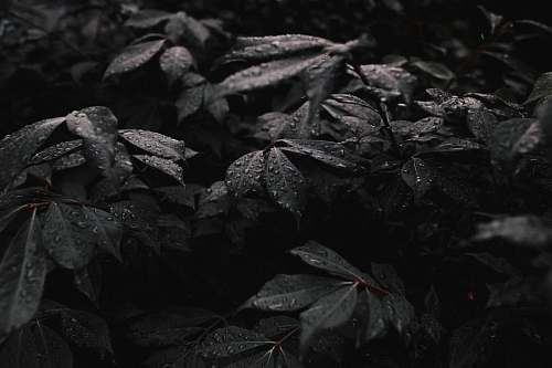 black grayscale photo of plant black wallpapers