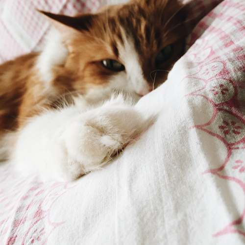 animal brown and white cat lying on white and red floral bed blanket