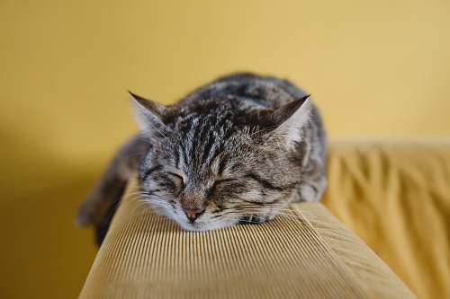 pet shallow focus photography of brown tabby kitten on couch animal
