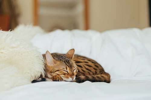 asleep sleeping leopard kitten animal